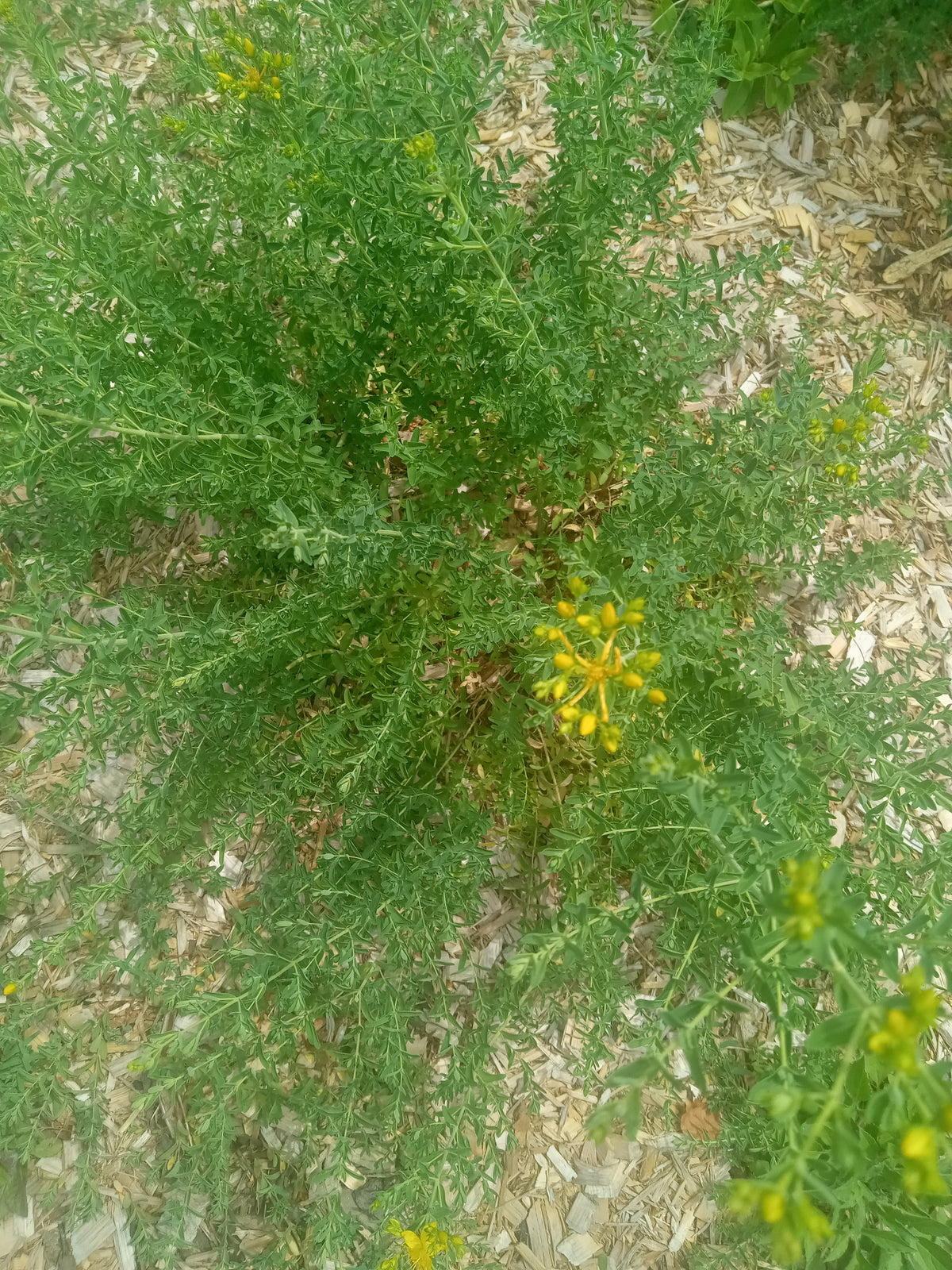 St. John's Wort (Hypericum perforatum)