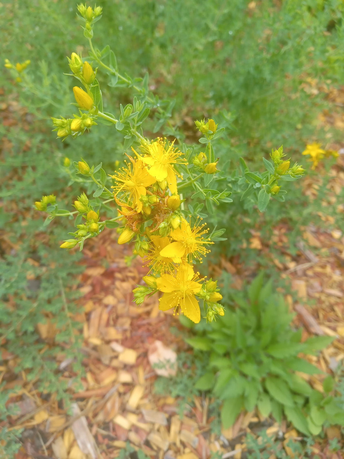 St. John's Wort (Hypericum perforatum)