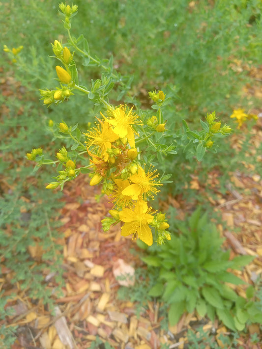 St. John's Wort (Hypericum perforatum)
