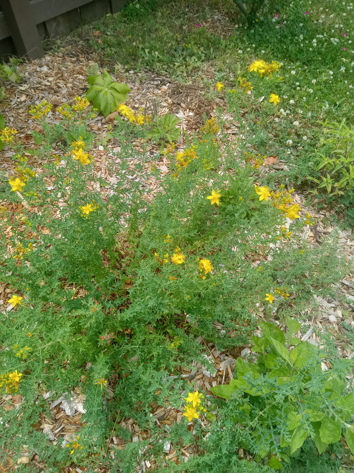 St. John's Wort (Hypericum perforatum)