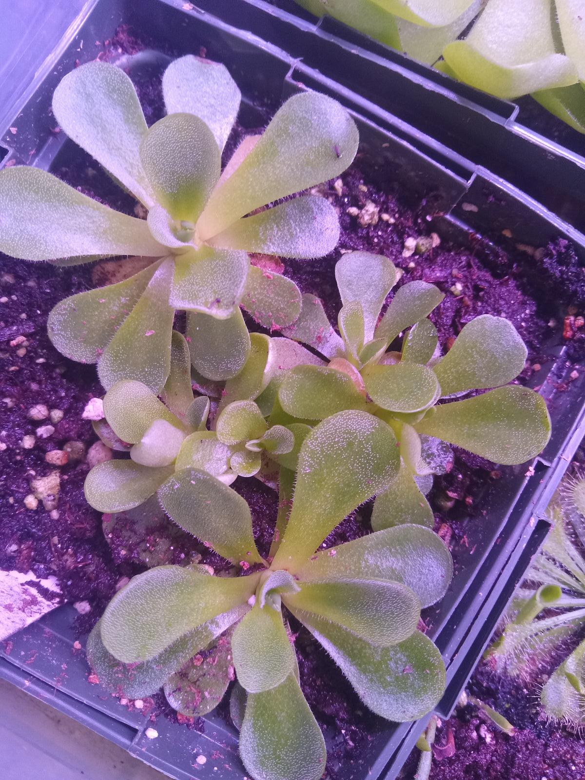 Mexican Butterwort (Pinguicula pilosa) Carnivorous Plant