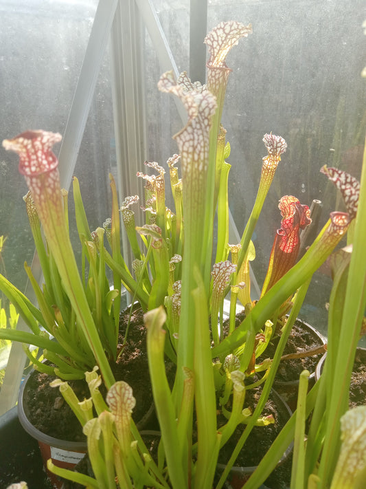 Sarracenia, Bulk QTY 10 (Various)