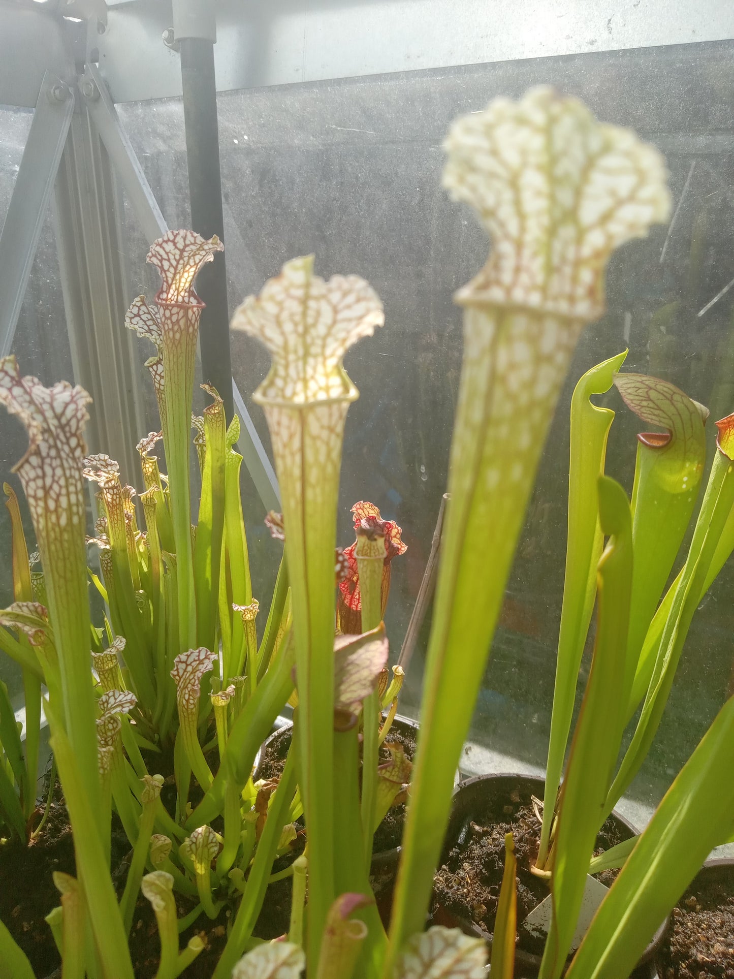 Sarracenia Leucophylla red X S. "Wilkerson Red Rocket"