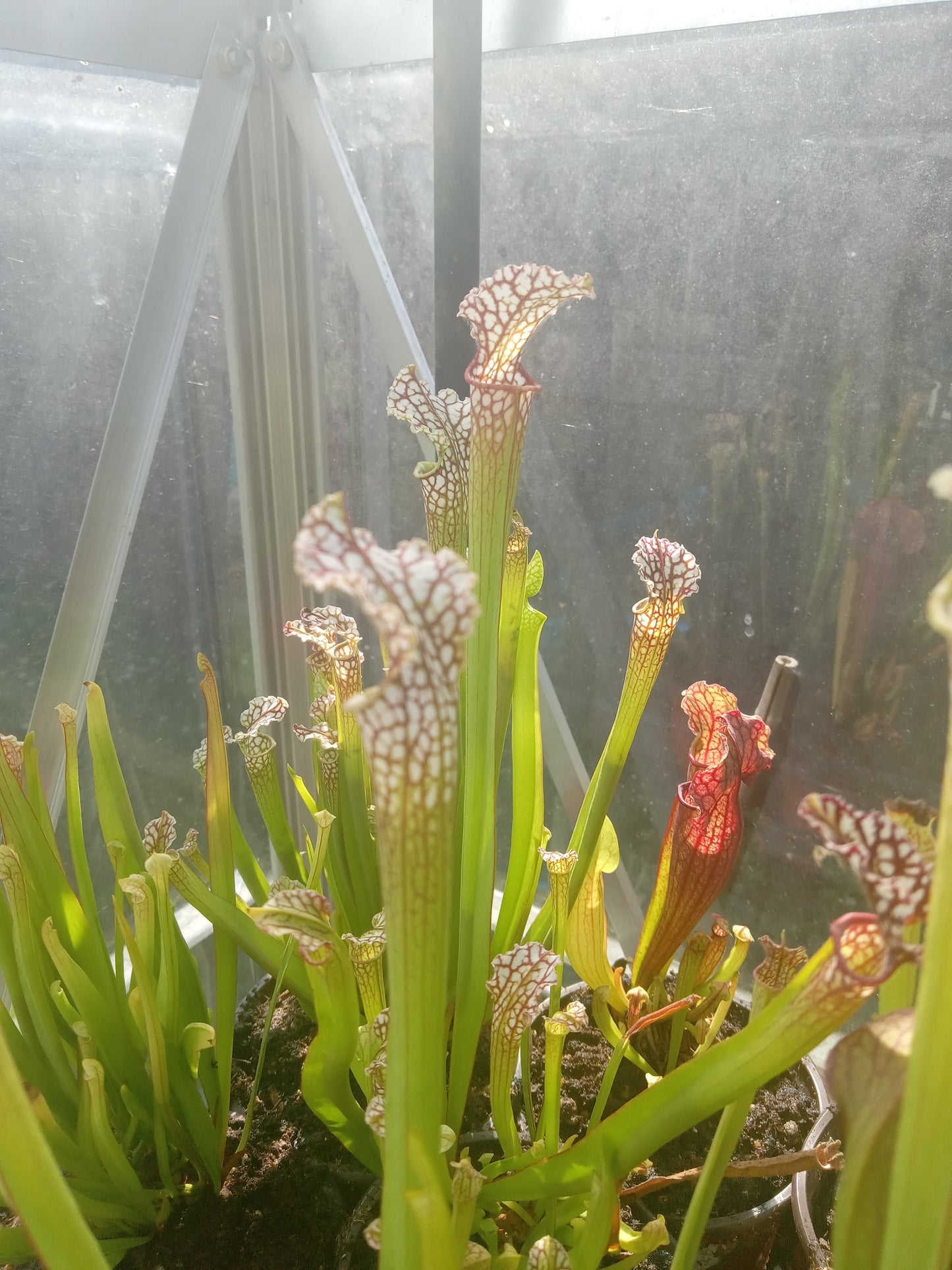 Sarracenia Leucophylla red X S. "Wilkerson Red Rocket"