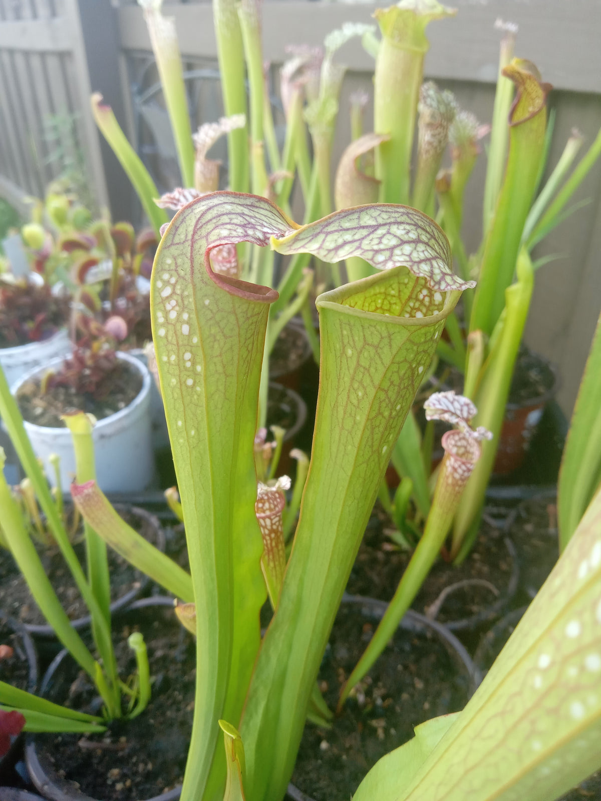 Sarracenia, Bulk QTY 10 (Various)