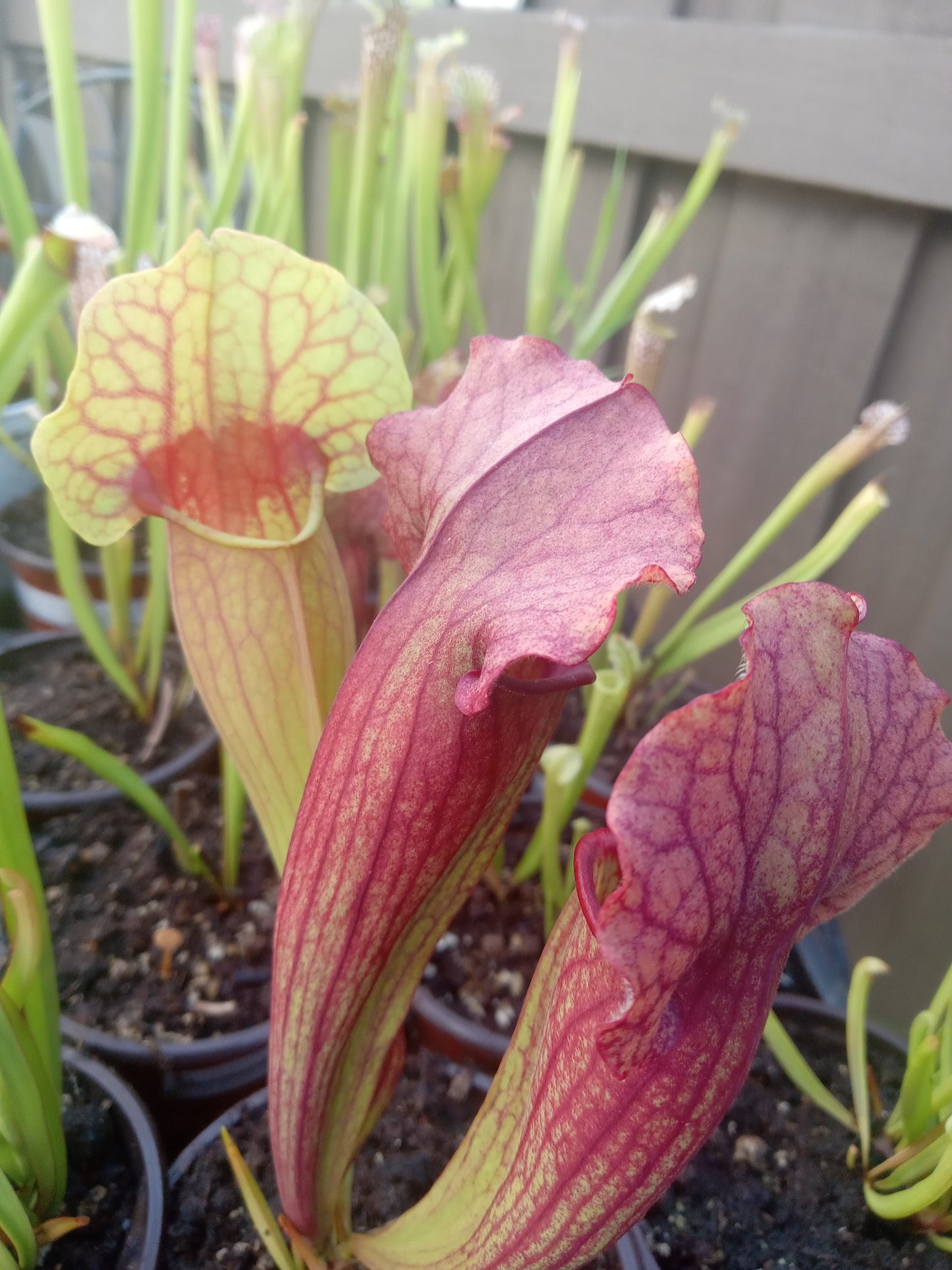 Sarracenia purpurea ssp. "Venosa" x Leah Wilkerson
