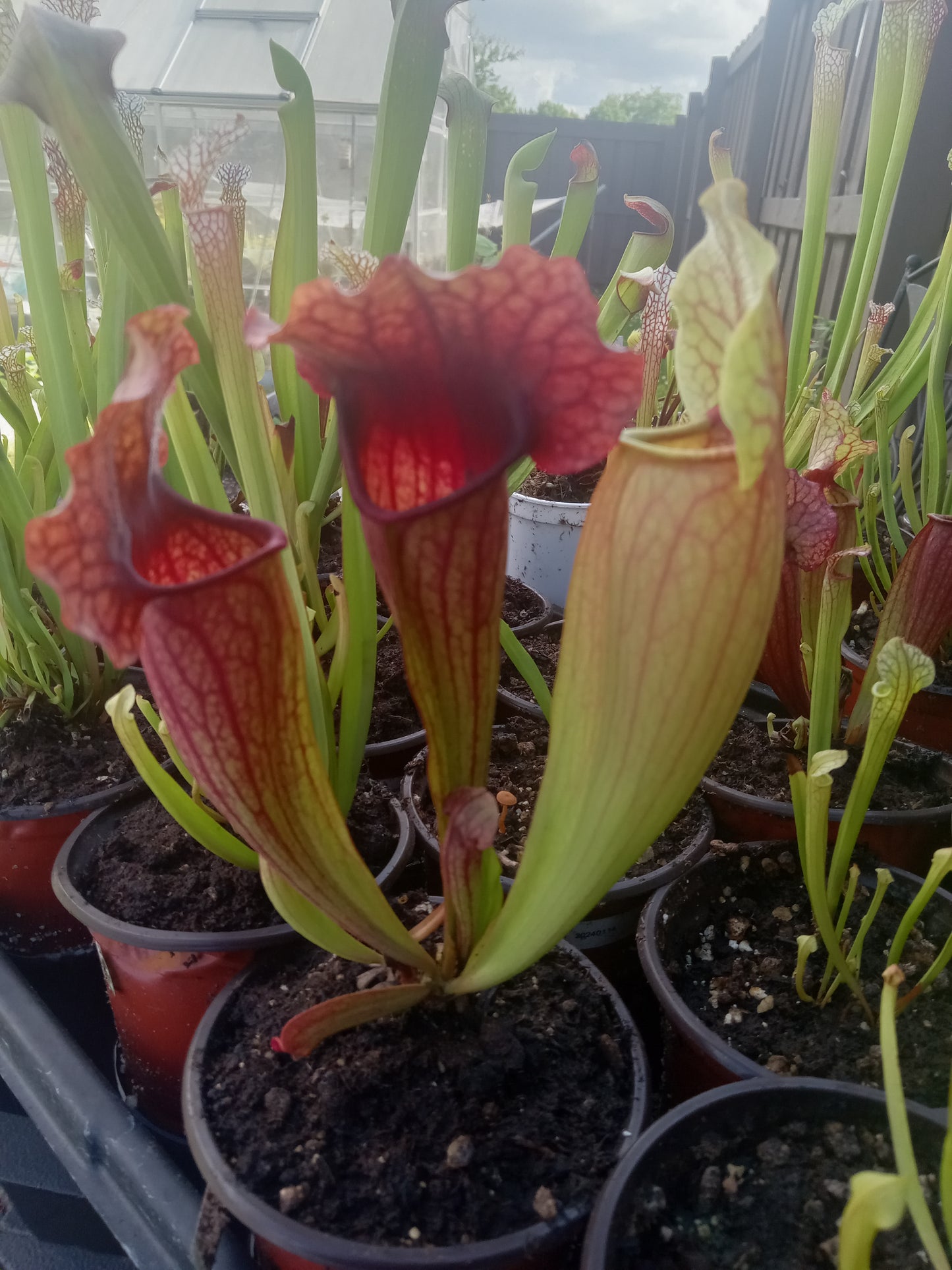 Sarracenia purpurea ssp. "Venosa" x Leah Wilkerson