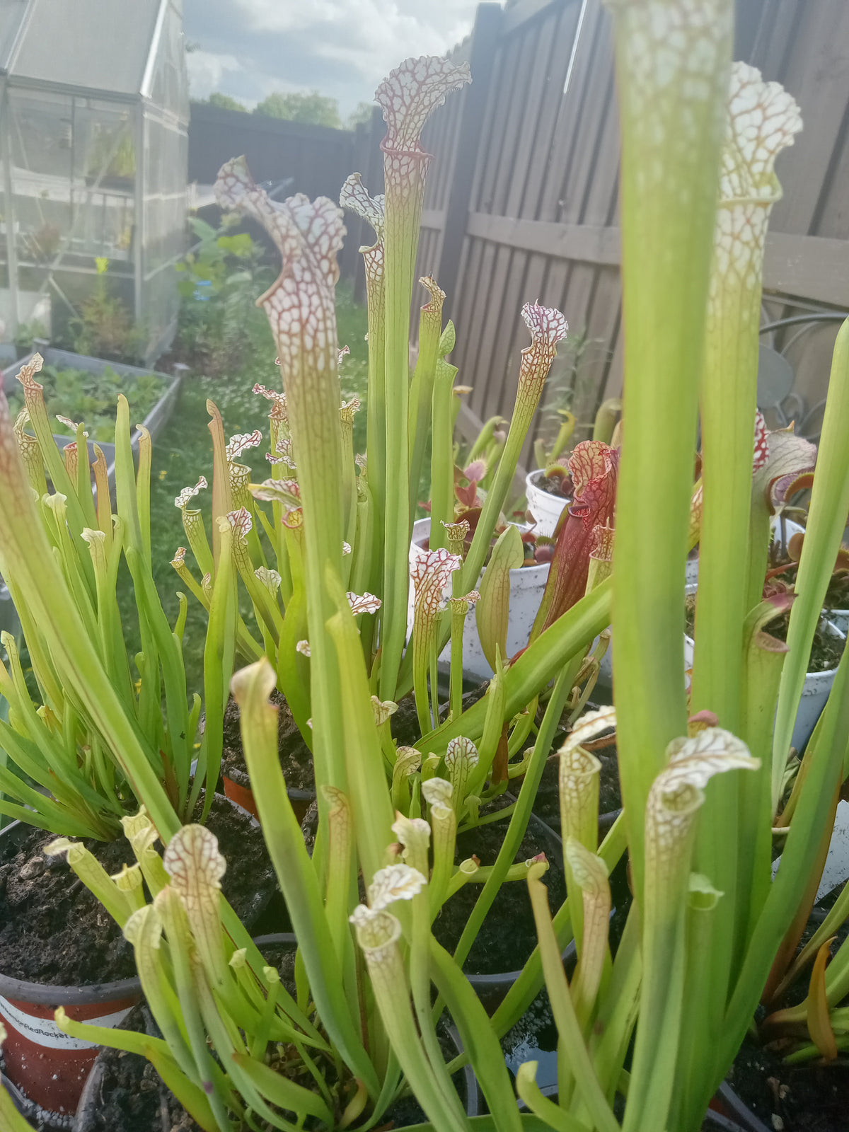 Sarracenia, Bulk QTY 10 (Various)