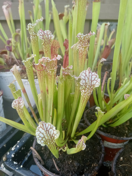 Sarracenia Leucophylla red X S. "Wilkerson Red Rocket"
