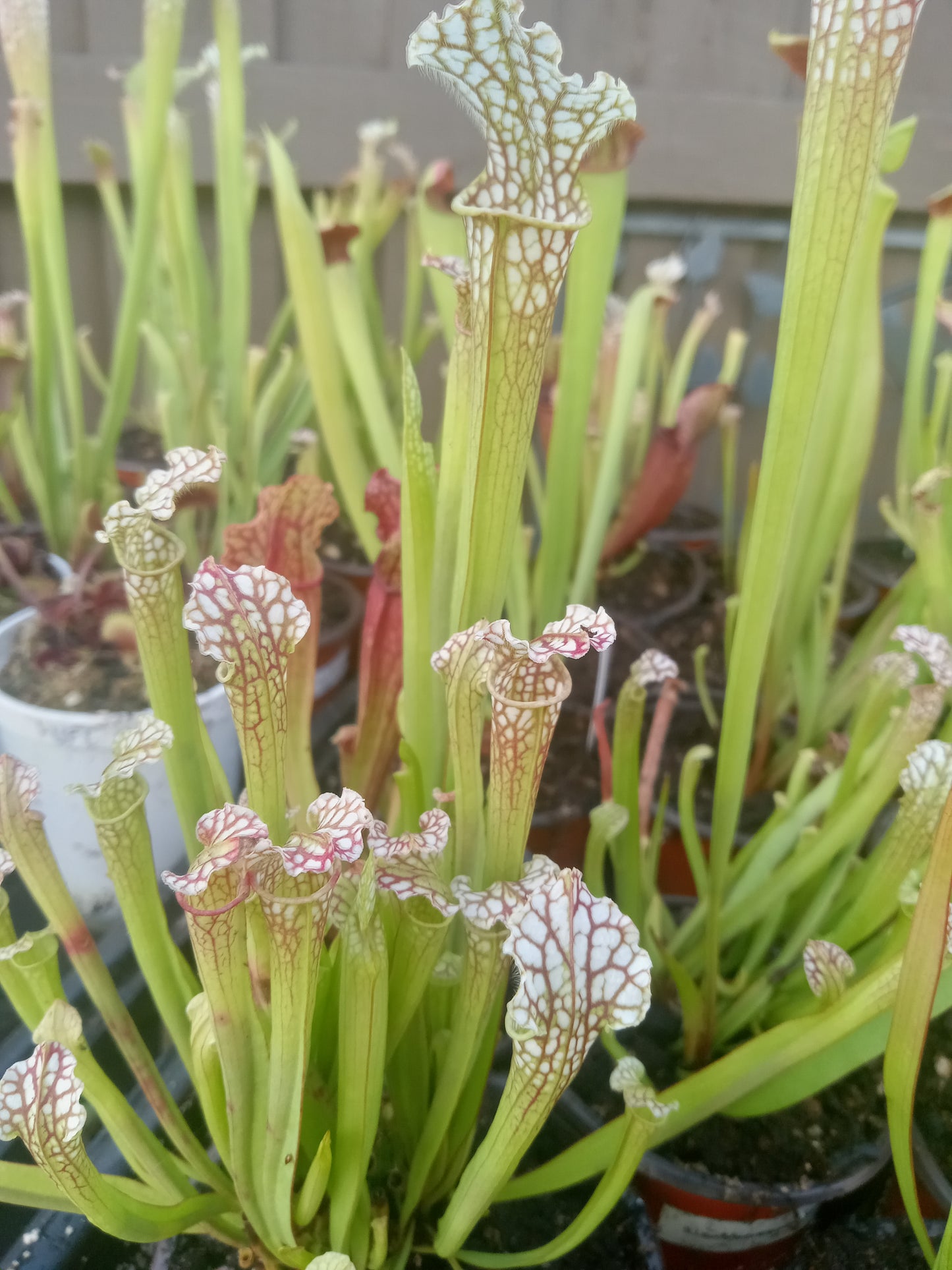 Sarracenia Leucophylla red X S. "Wilkerson Red Rocket"