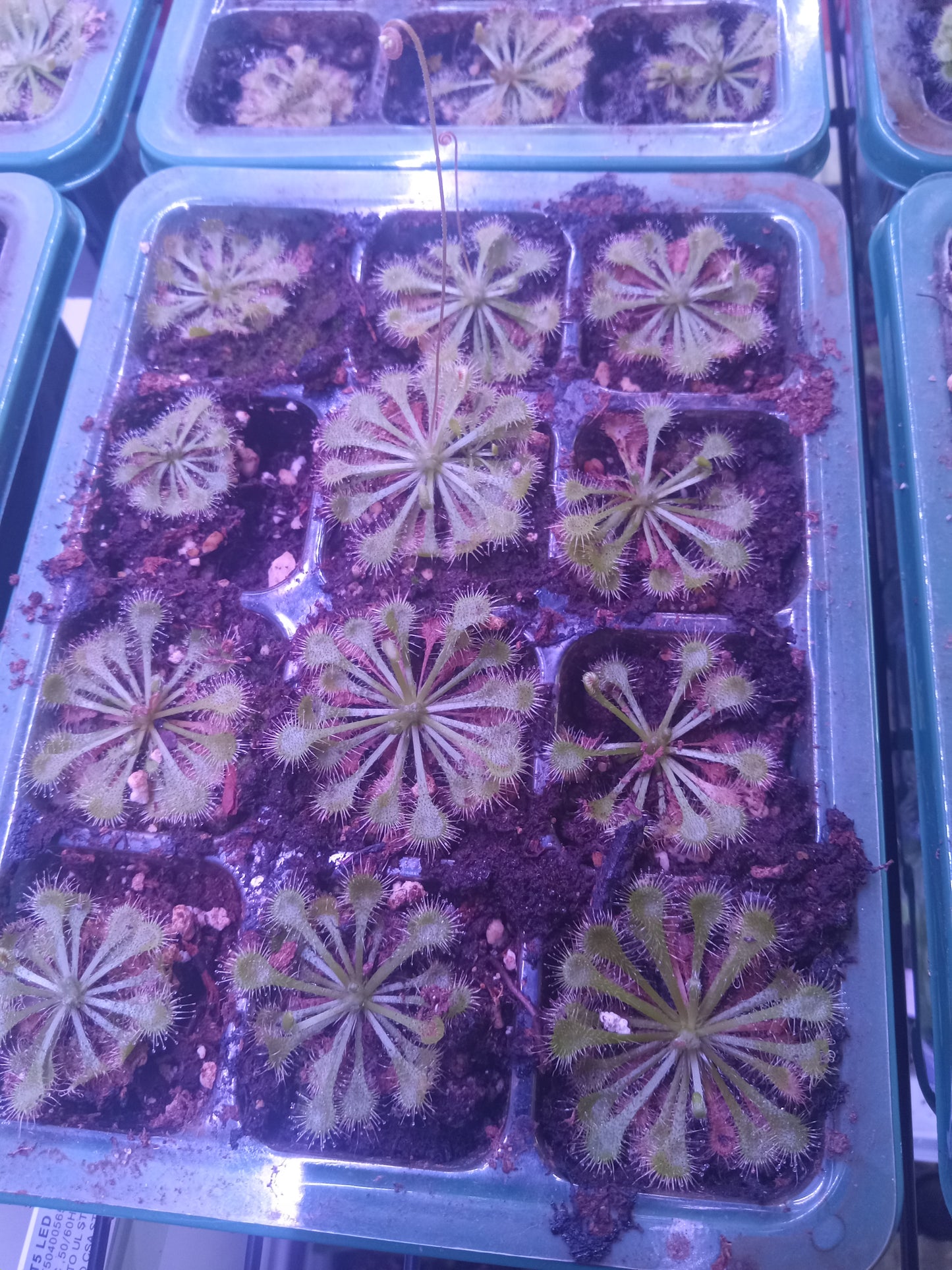Drosera capillaris (Pink Sundew)