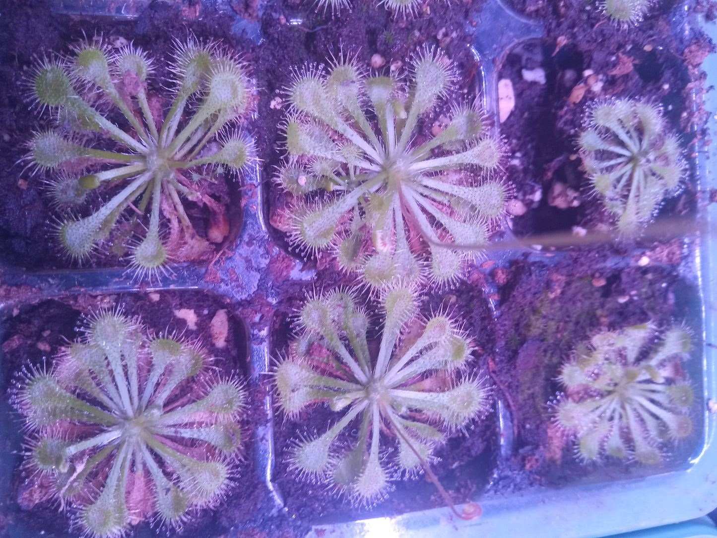 Drosera capillaris (Pink Sundew)