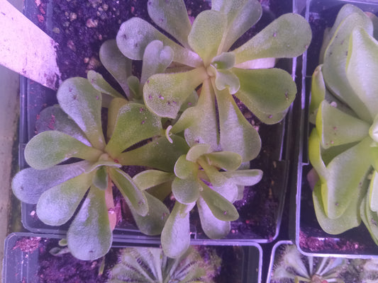 Mexican Butterwort (Pinguicula pilosa) Carnivorous Plant