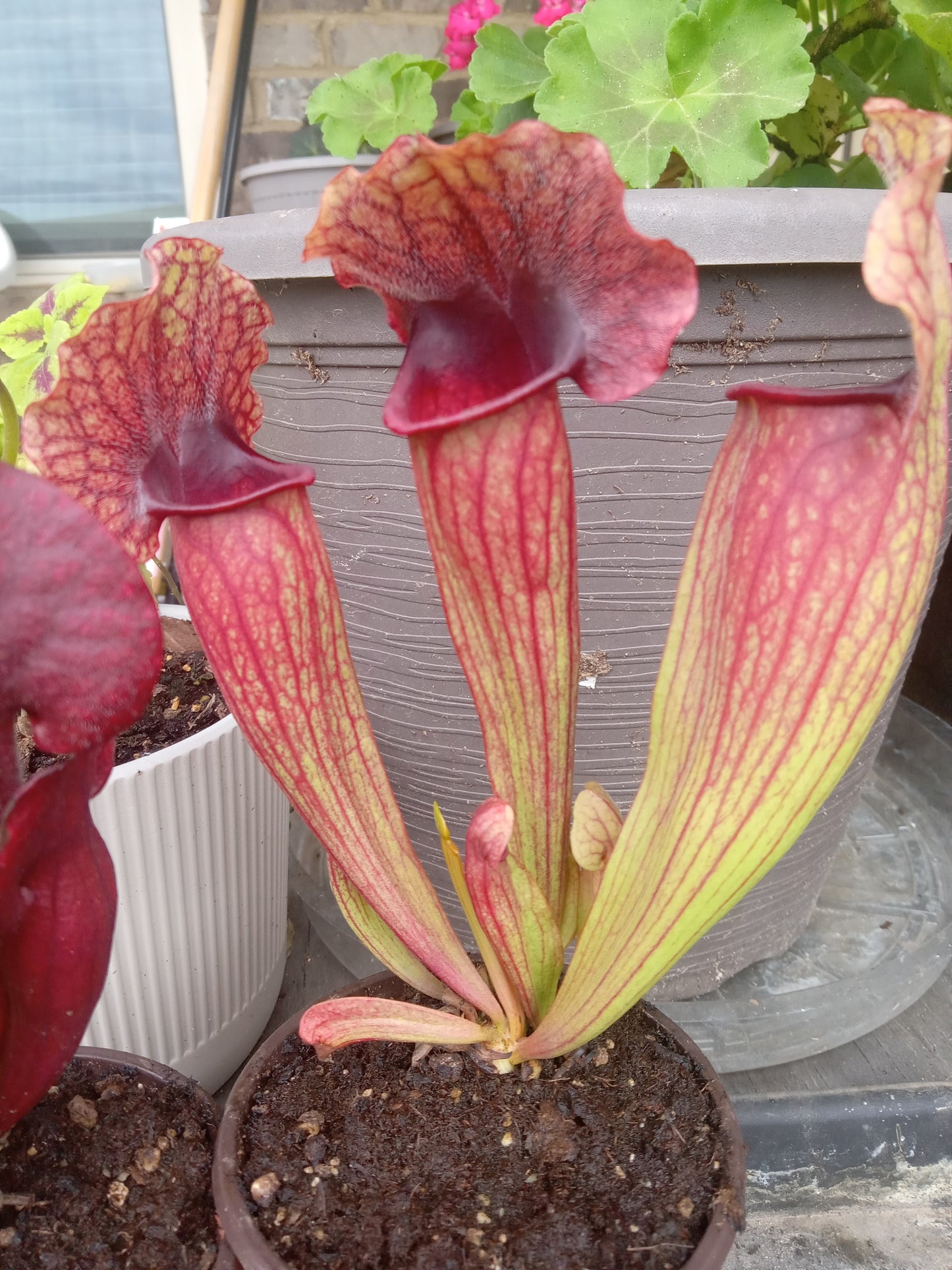 Sarracenia purpurea ssp. "Venosa" x Leah Wilkerson