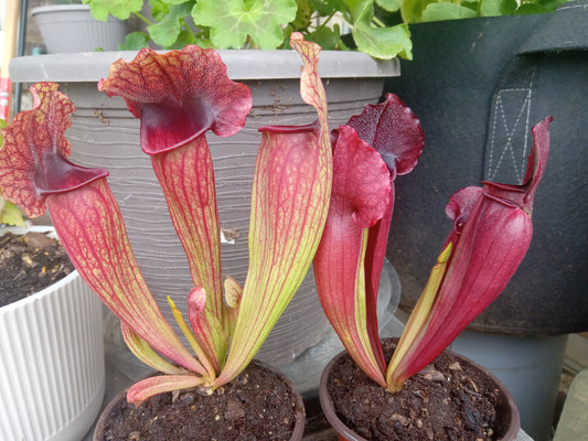 Sarracenia purpurea ssp. "Venosa" x Leah Wilkerson
