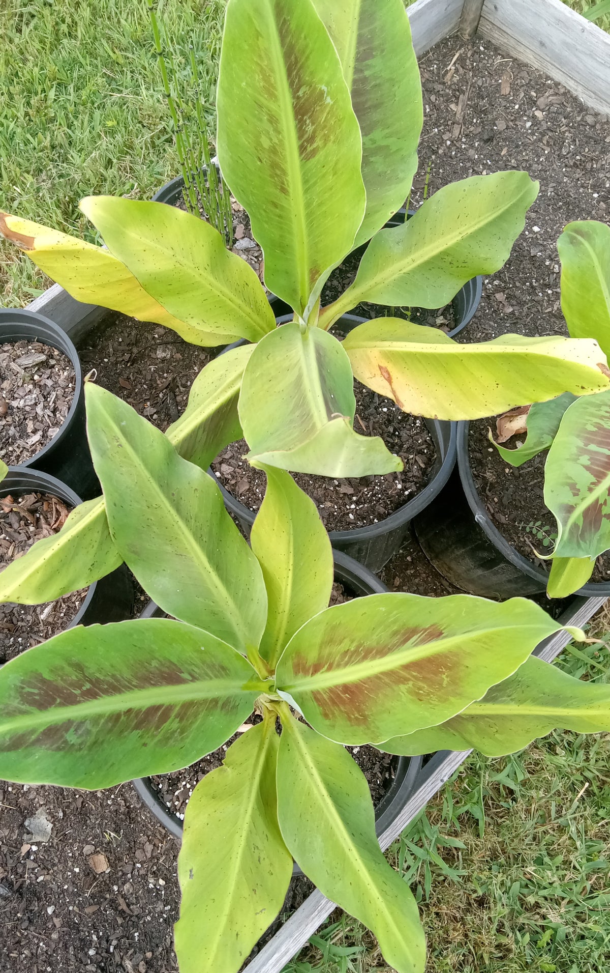 Banana "Cavendish"
