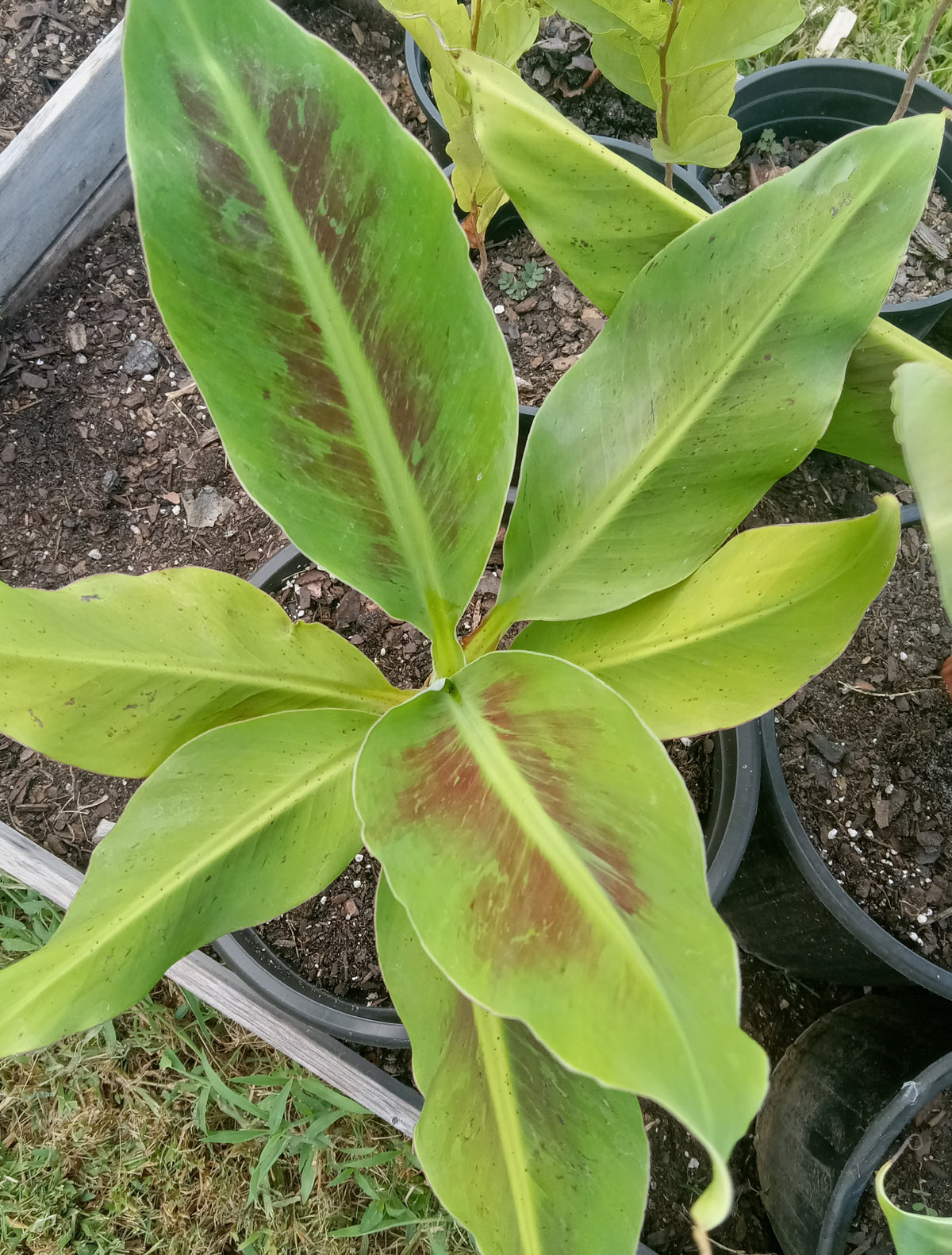Banana "Cavendish"