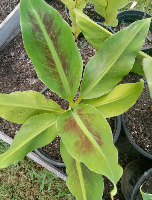 Banana "Cavendish"