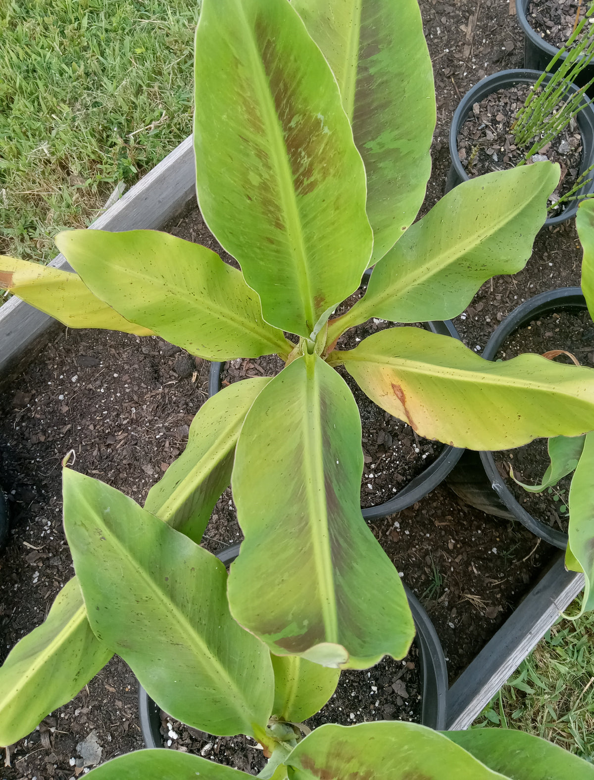 Banana "Cavendish"