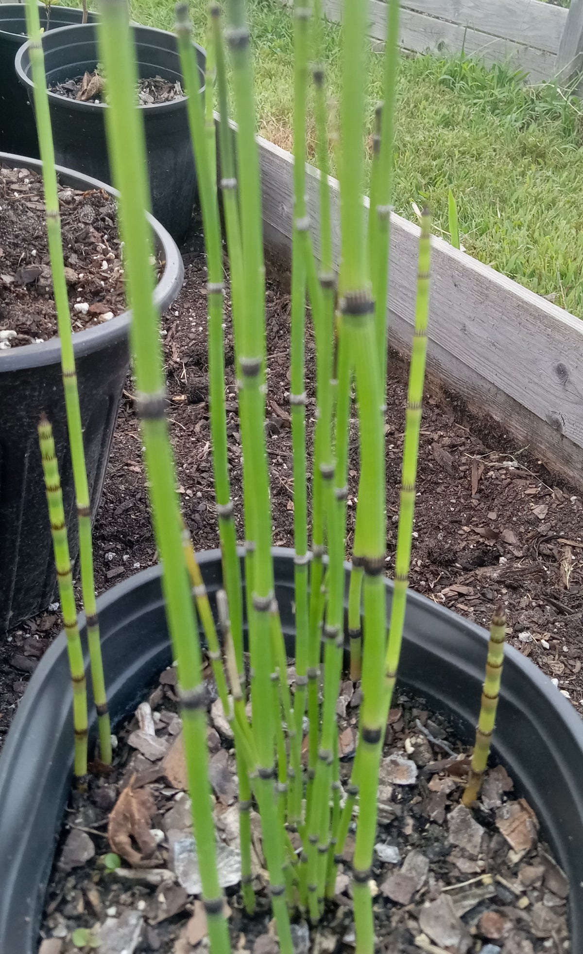Equisetum hyemale (Horsetail)