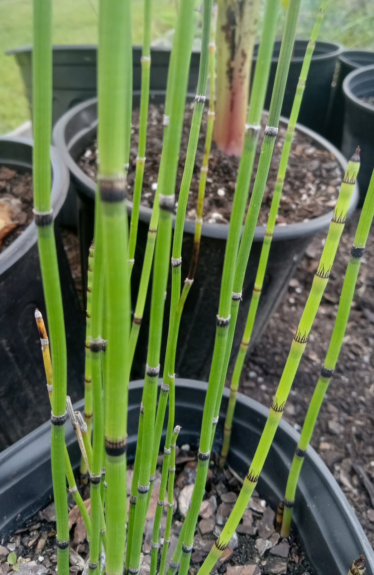 Equisetum hyemale (Horsetail)
