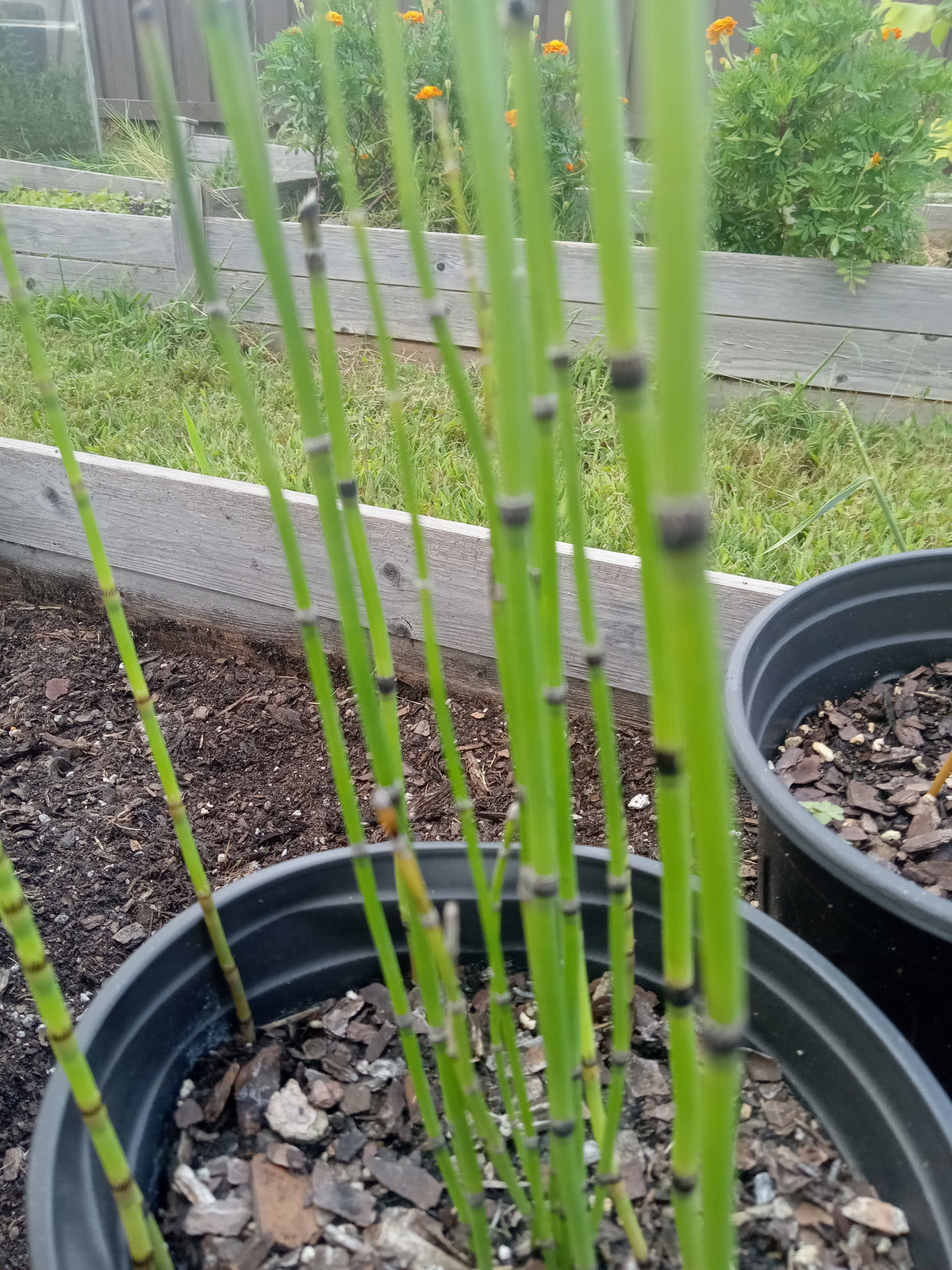 Equisetum hyemale (Horsetail)