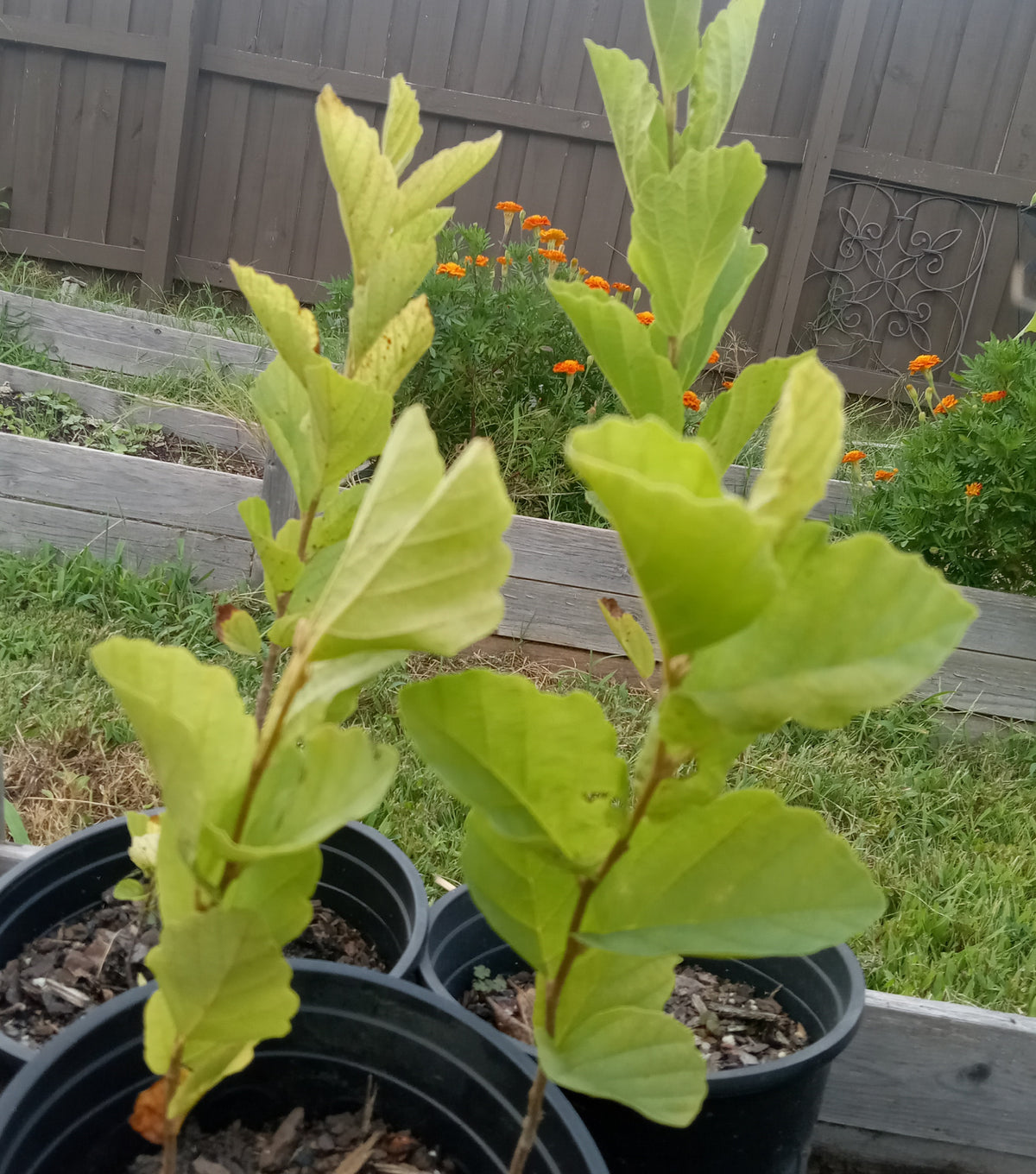 Witch Hazel (Hamamelis virginiana)