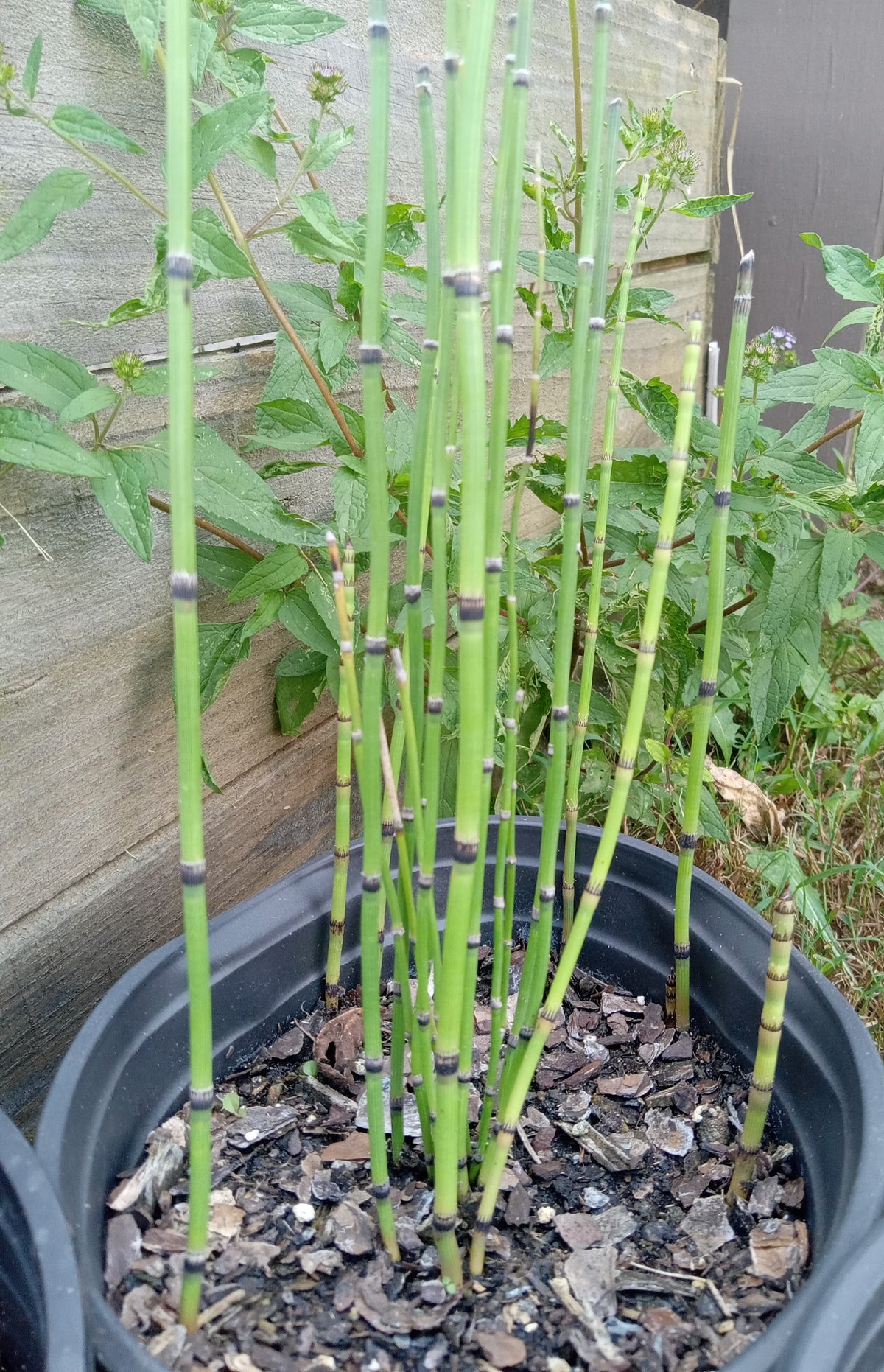 Equisetum hyemale (Horsetail)