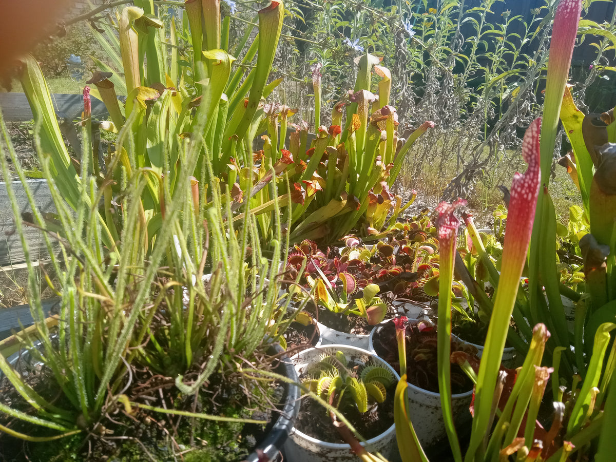 Carnivorous Plant Starter Kit (QTY 4)