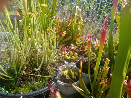 Carnivorous Plant Starter Kit (QTY 4)