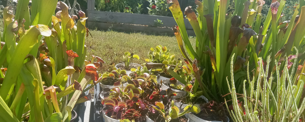 Carnivorous Plant Starter Kit (QTY 4)