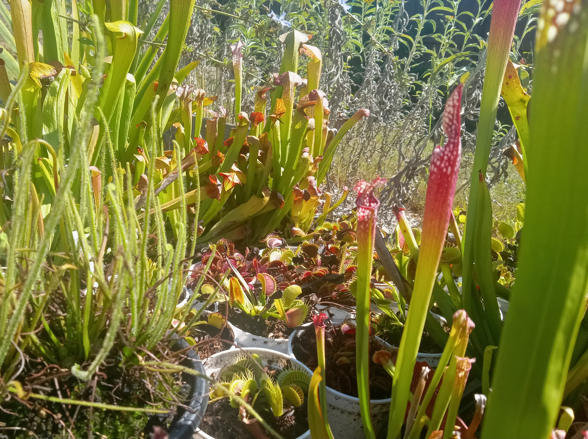 Carnivorous Plant Starter Kit (QTY 4)