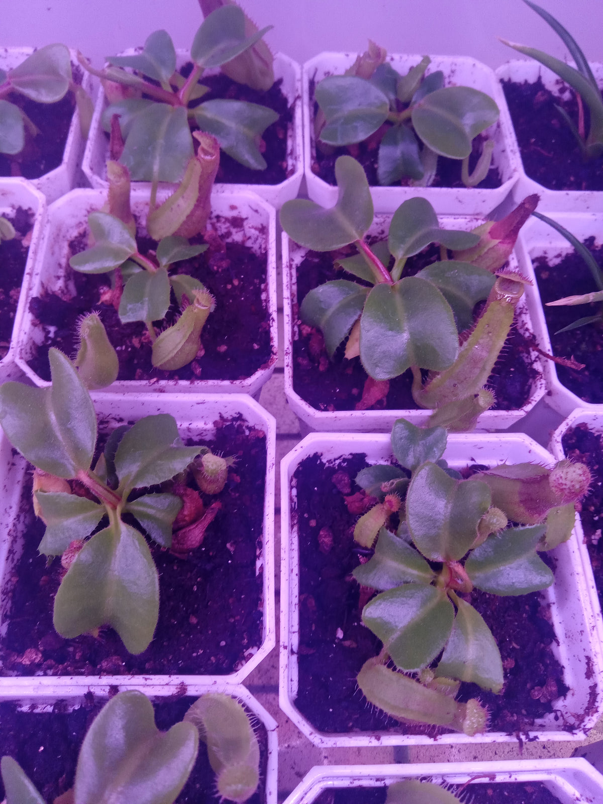Nepenthes Truncata
