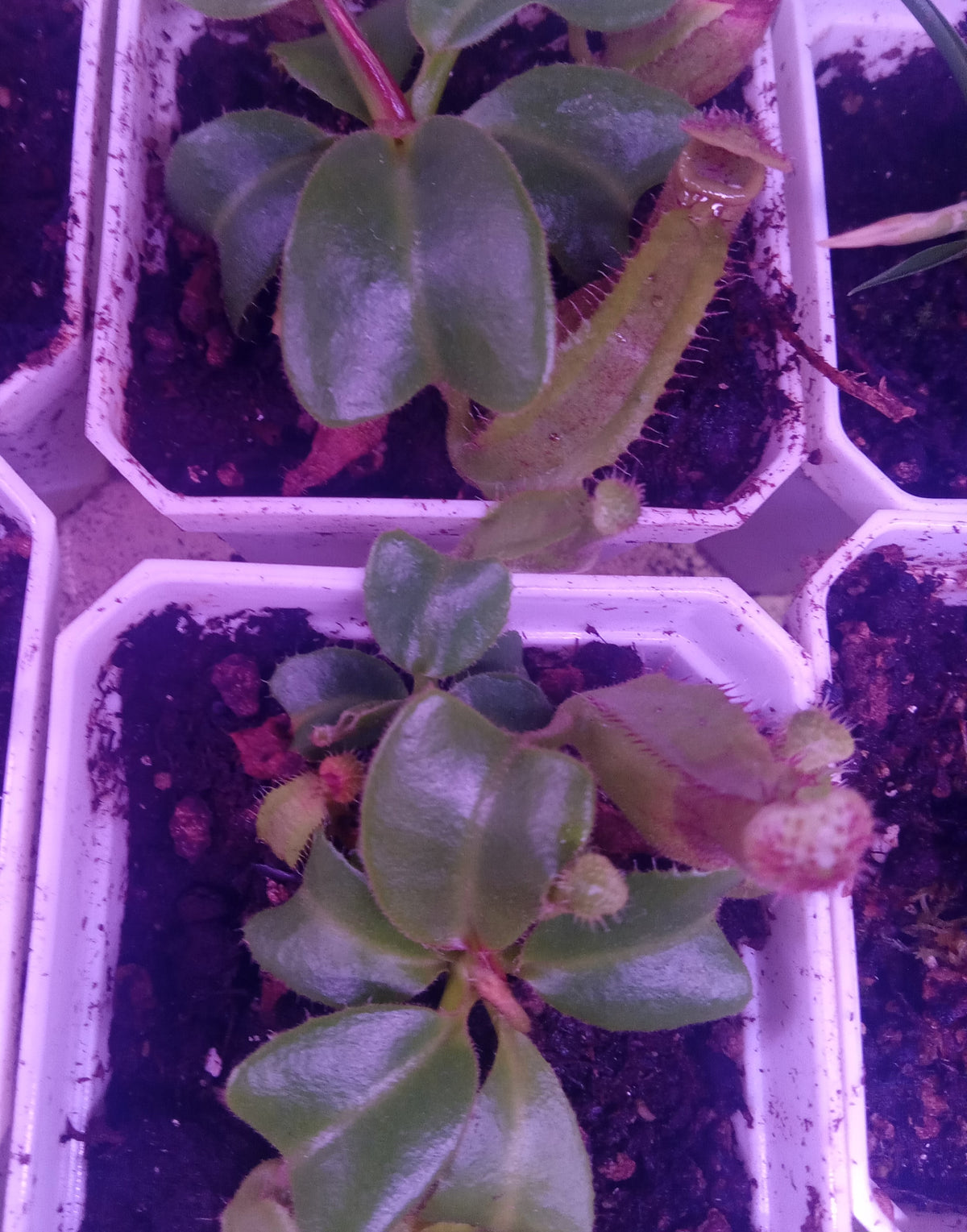Nepenthes Truncata