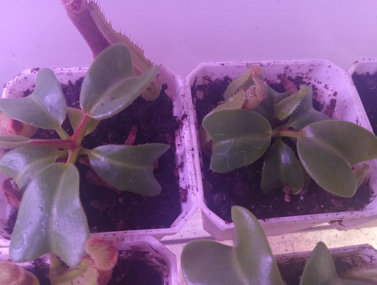 Nepenthes Truncata