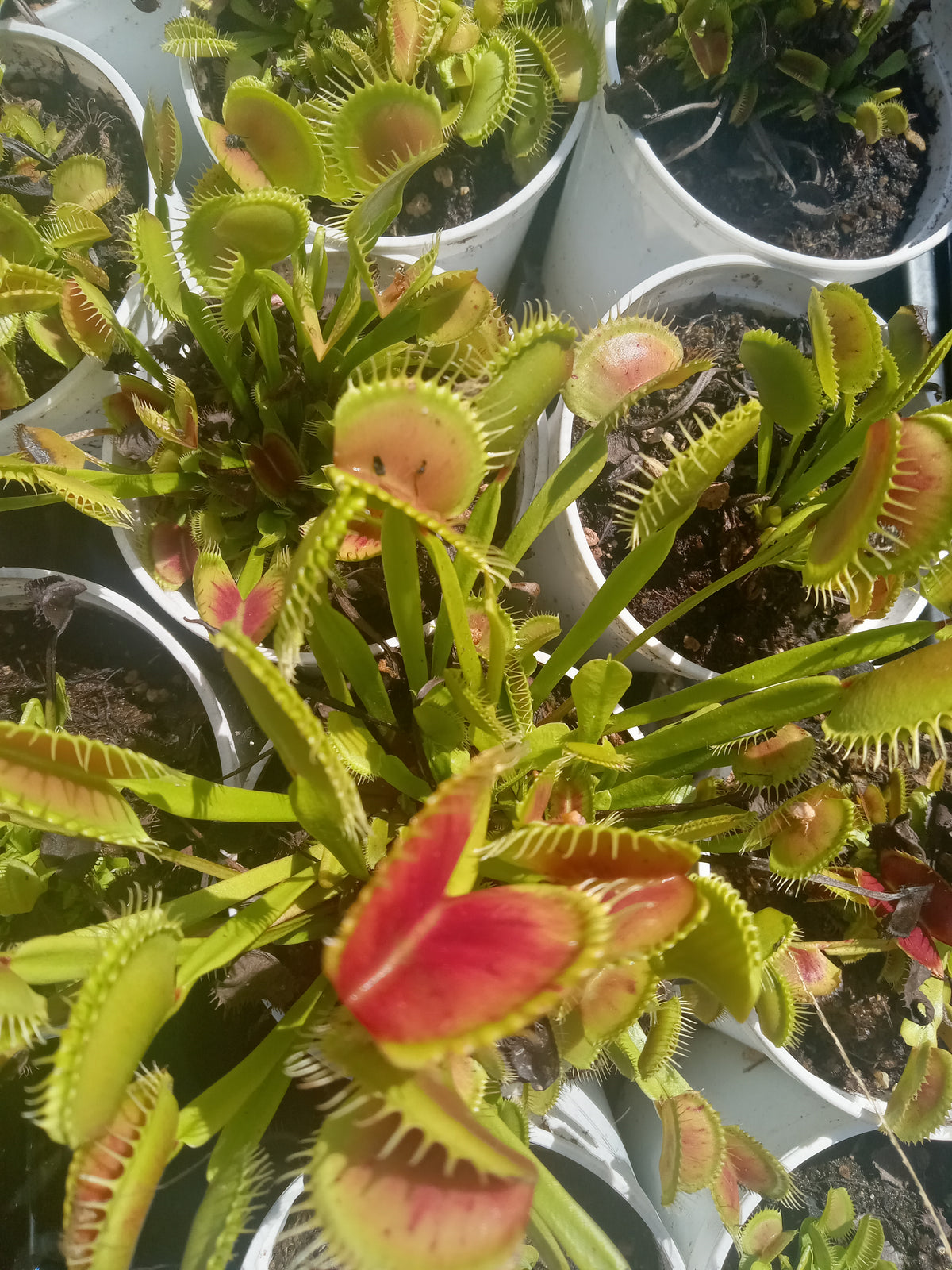 Venus Fly Trap , Bulk (Various) QTY 5
