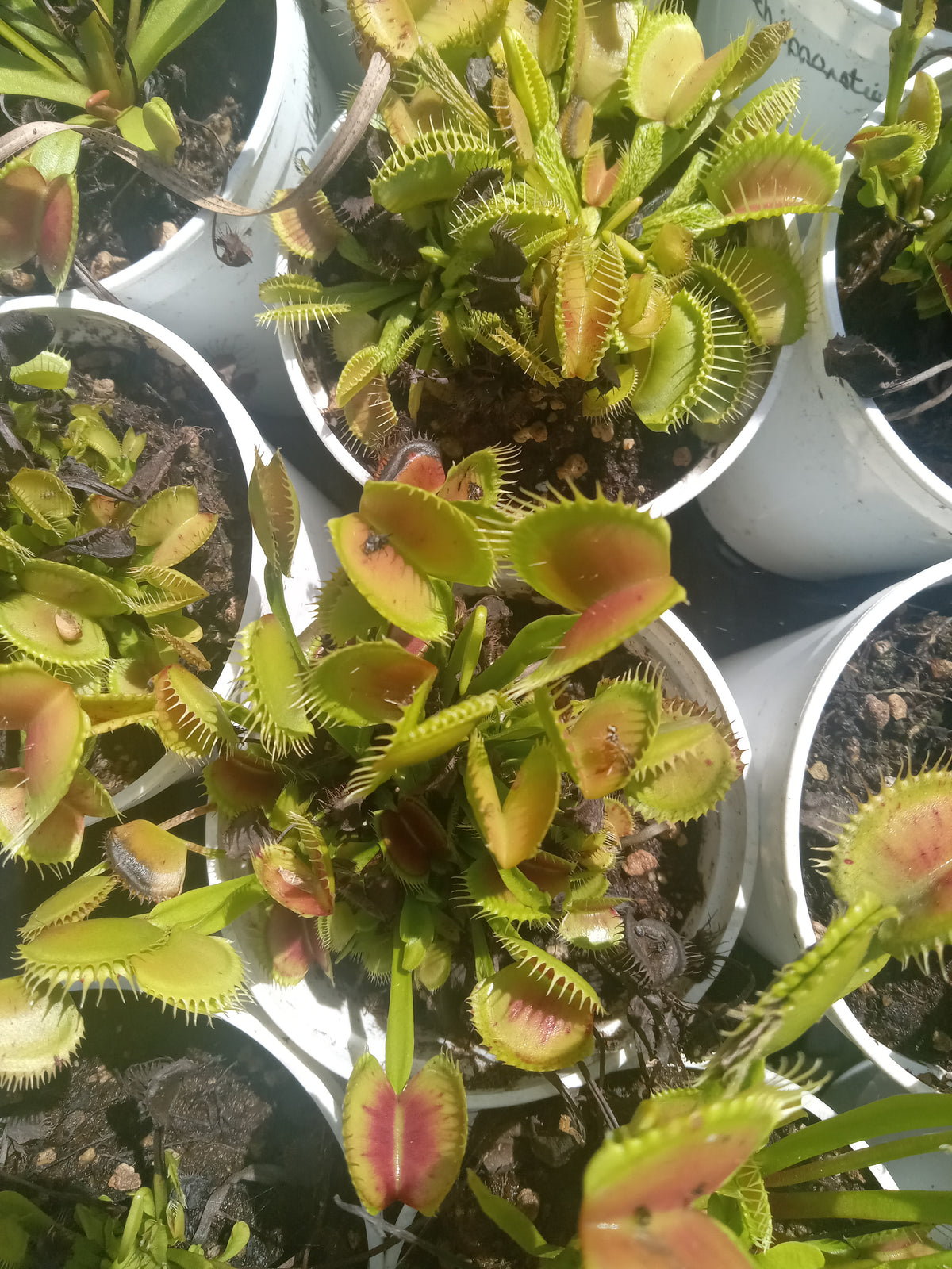 Venus Fly Trap , Bulk (Various) QTY 5