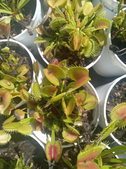 Venus Fly Trap , Bulk (Various) QTY 5