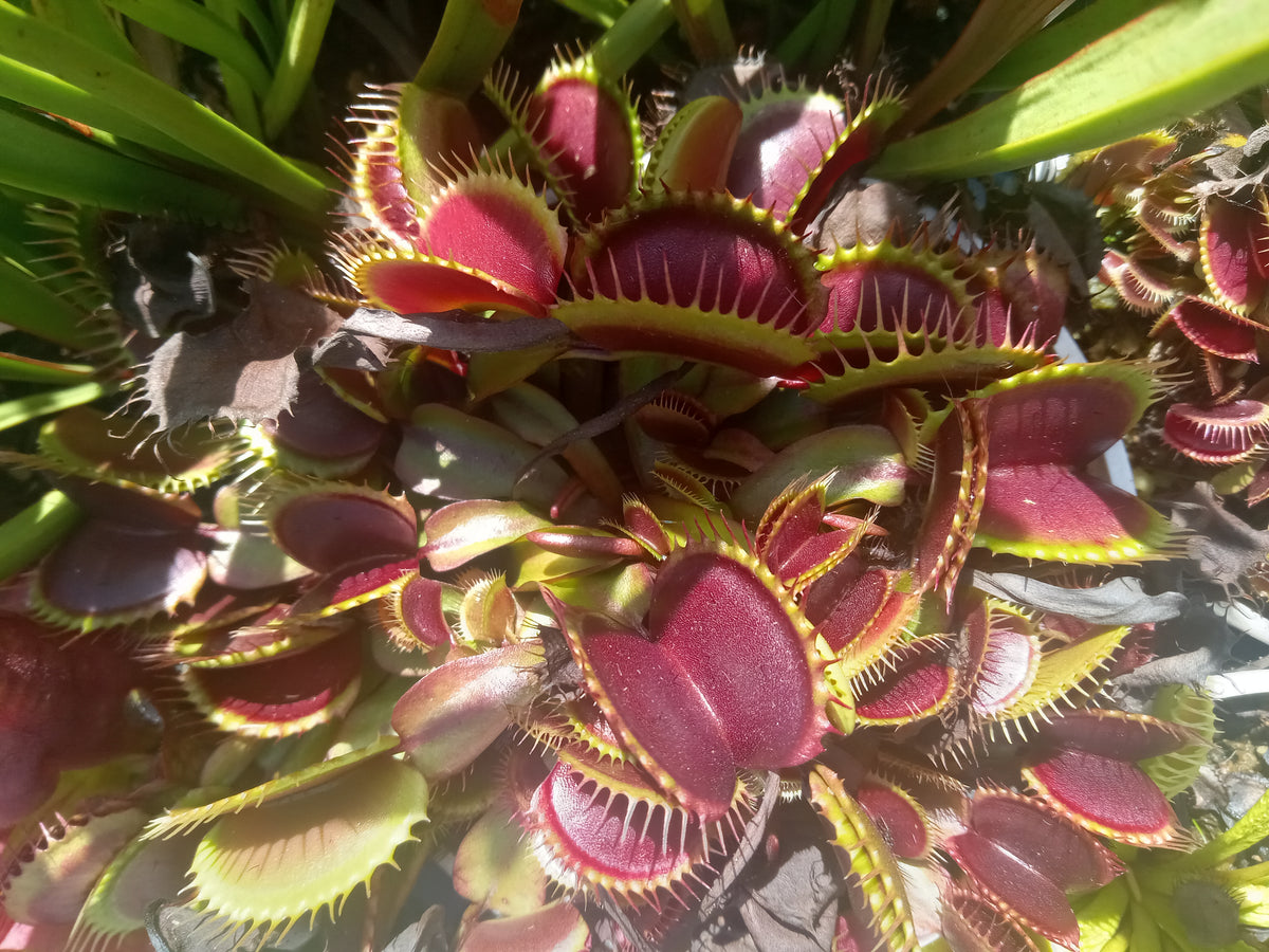 Venus Fly Trap , Bulk (Various) QTY 5