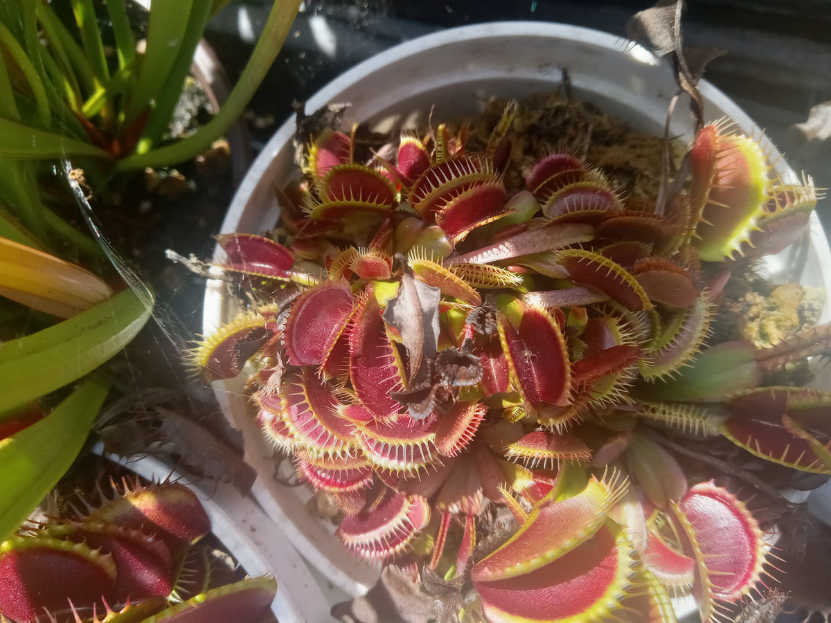 Venus Fly Trap , Bulk (Various) QTY 5
