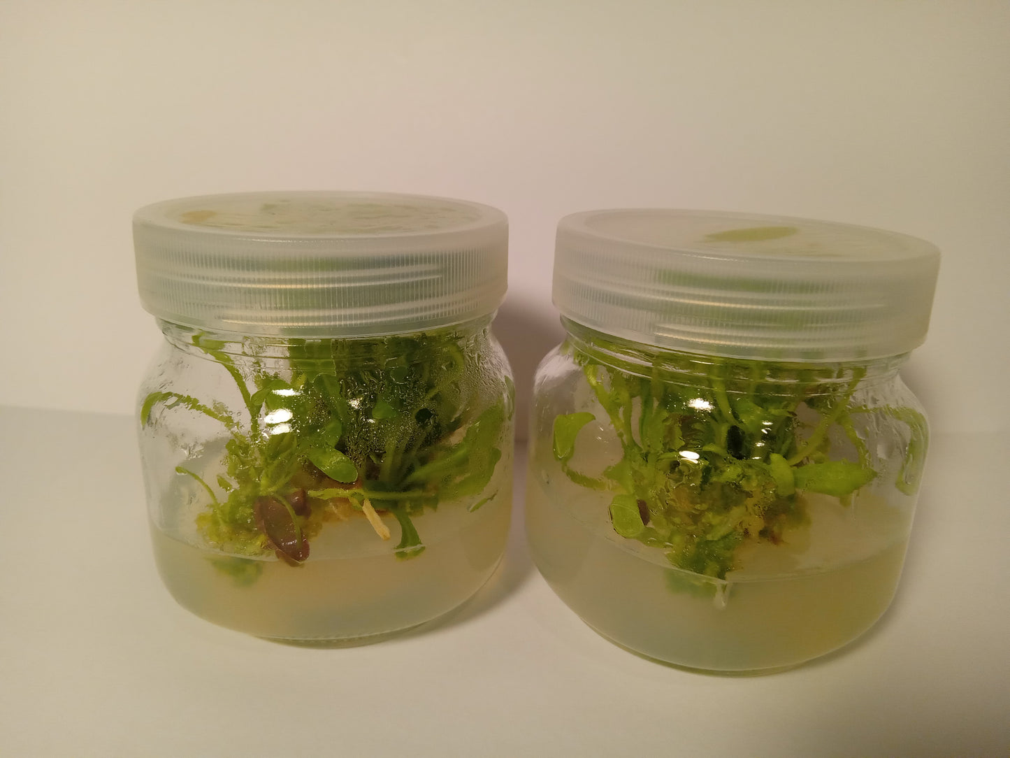 Cichorium intybus (Wild Chicory)Tissue Cultured Plant