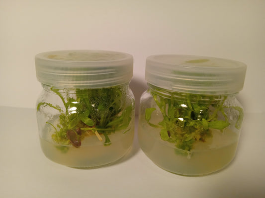 Cichorium intybus (Wild Chicory)Tissue Cultured Plant