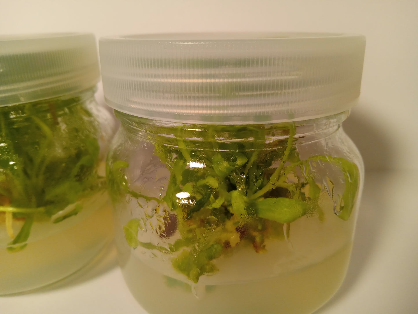 Cichorium intybus (Wild Chicory)Tissue Cultured Plant