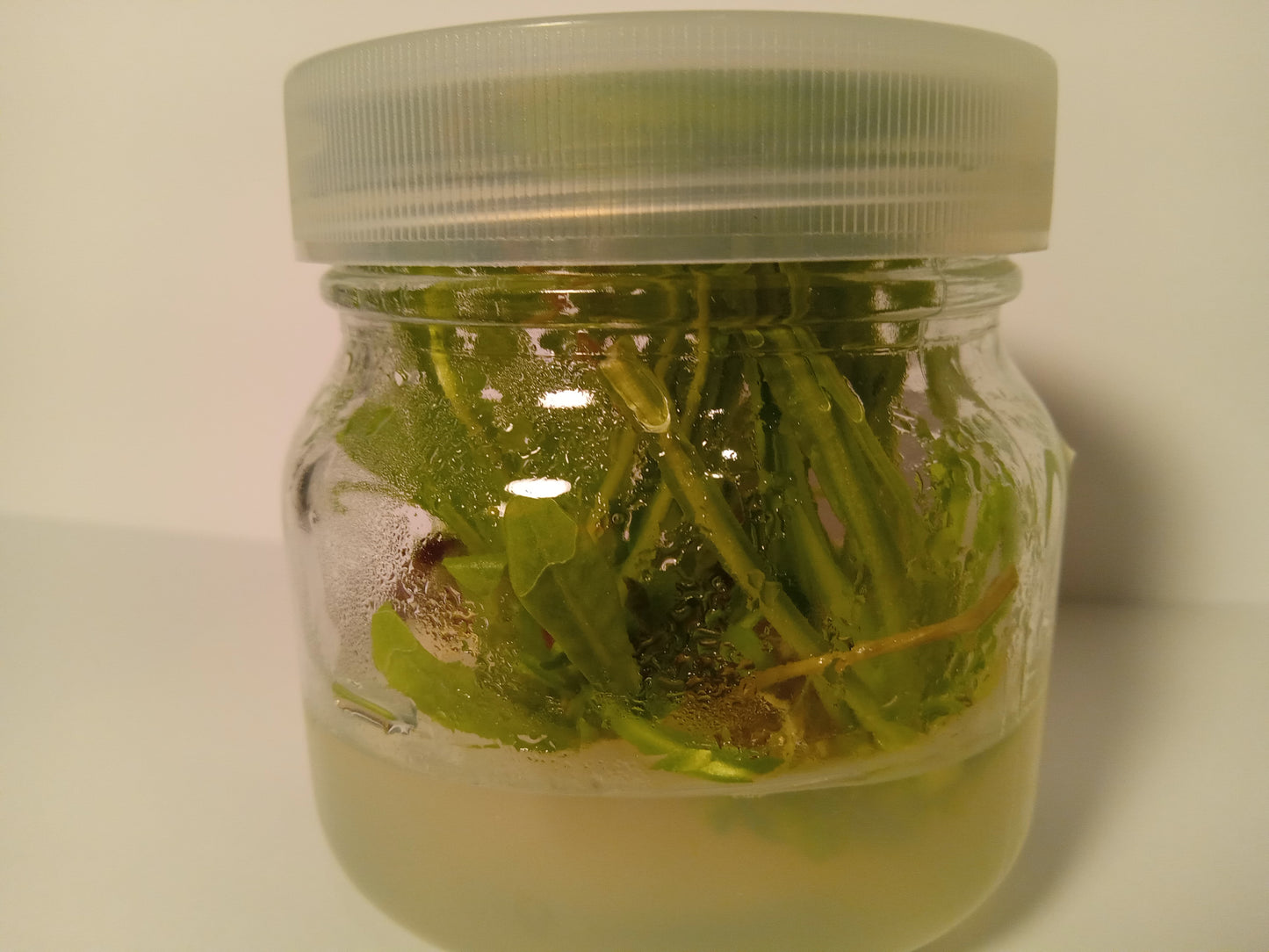 Cichorium intybus (Wild Chicory)Tissue Cultured Plant