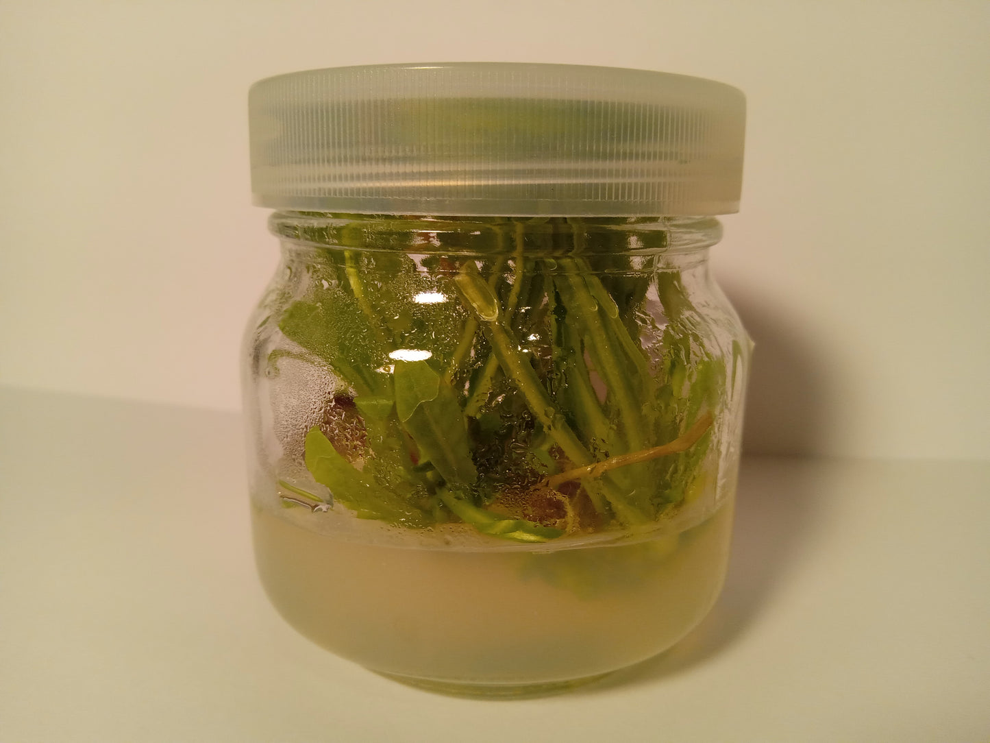 Cichorium intybus (Wild Chicory)Tissue Cultured Plant