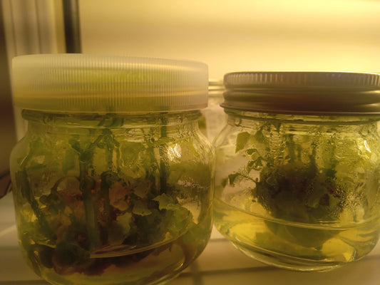 Coral Bean (Erythrina herbacea) Tissue Cultured Plant