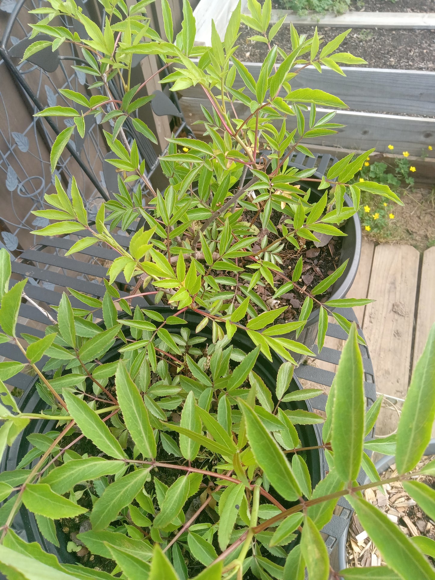 Elderberry Black (Sambucus nigra)