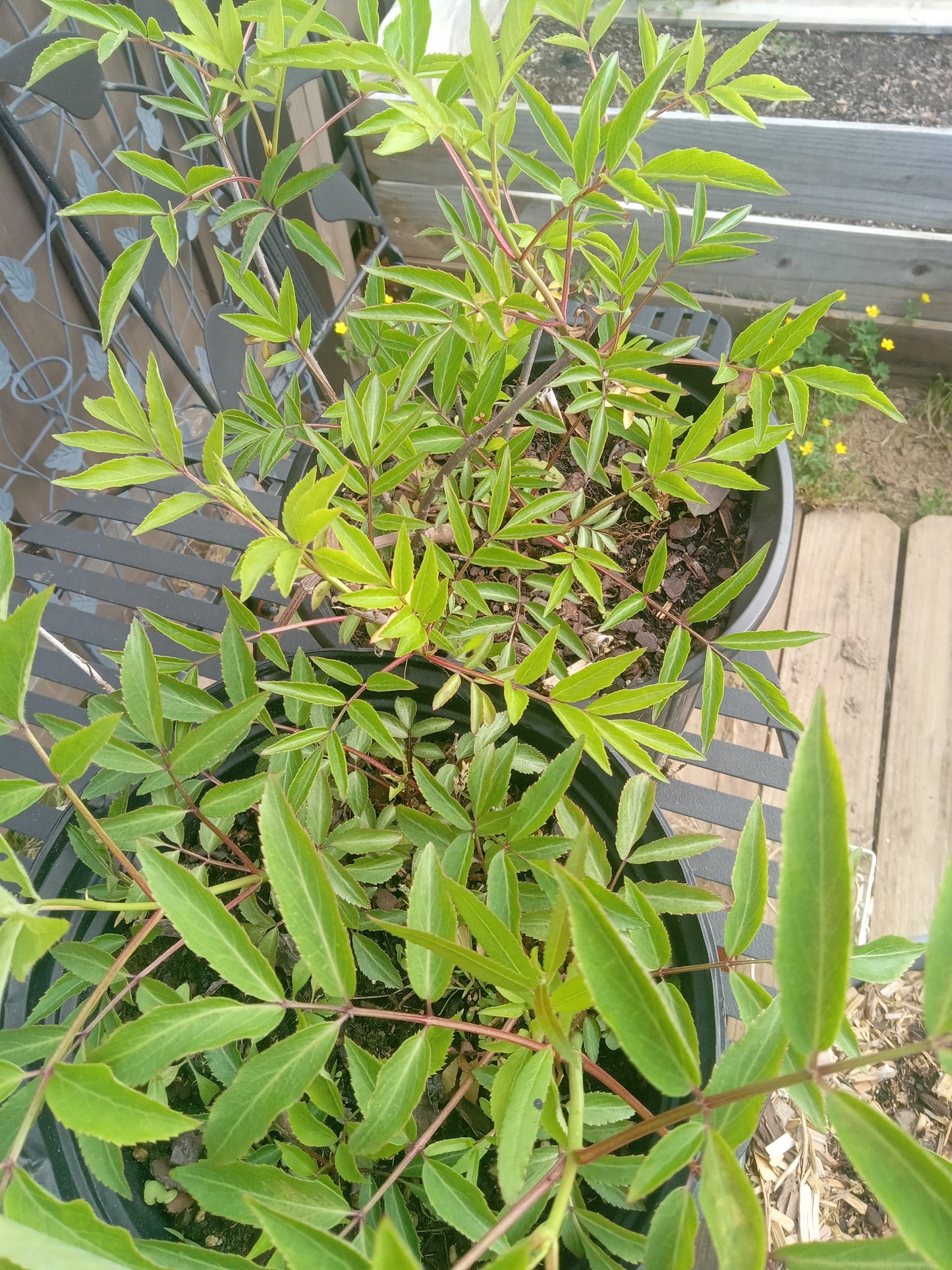 Elderberry Black (Sambucus nigra)