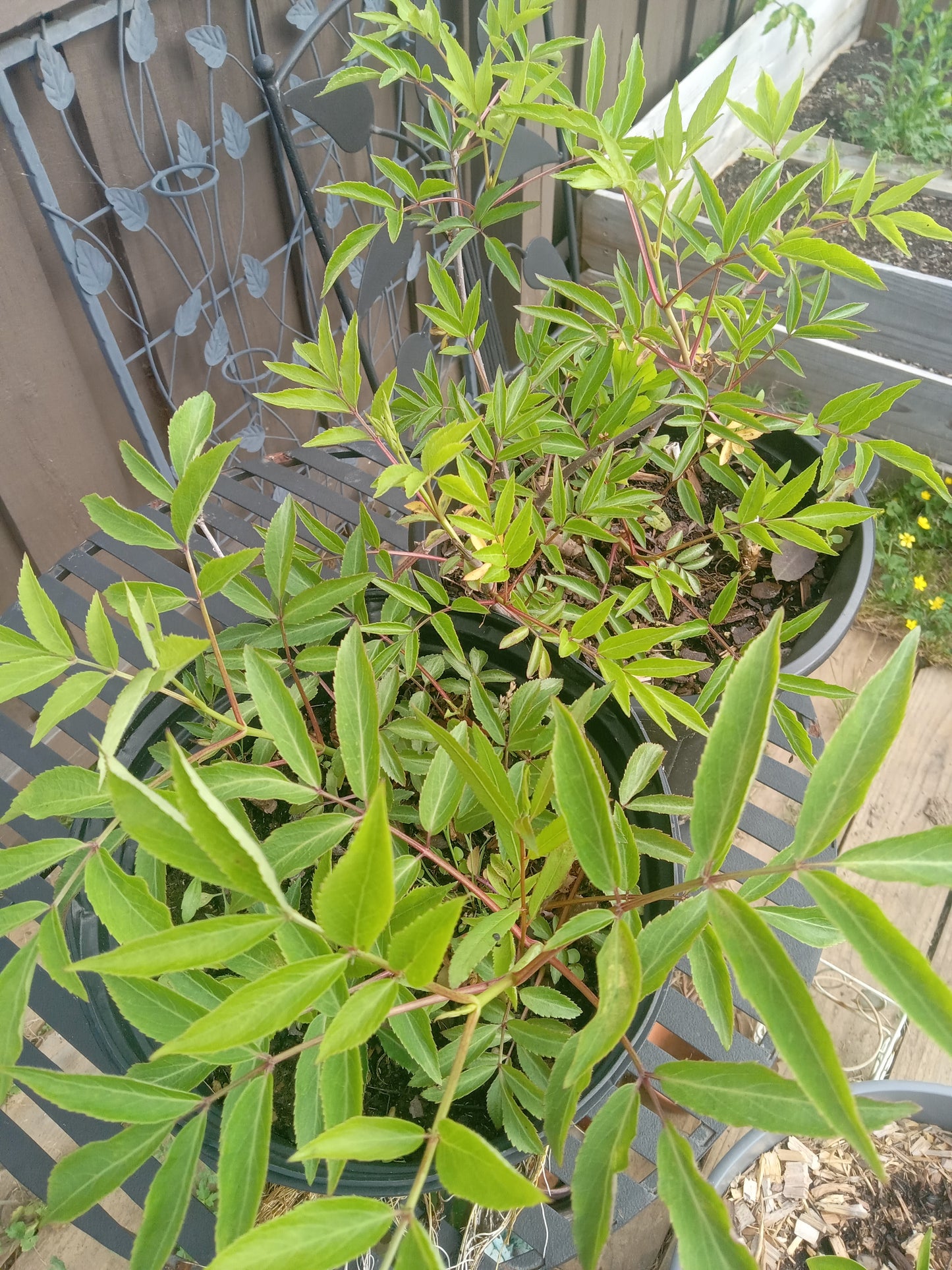 Elderberry Black (Sambucus nigra)