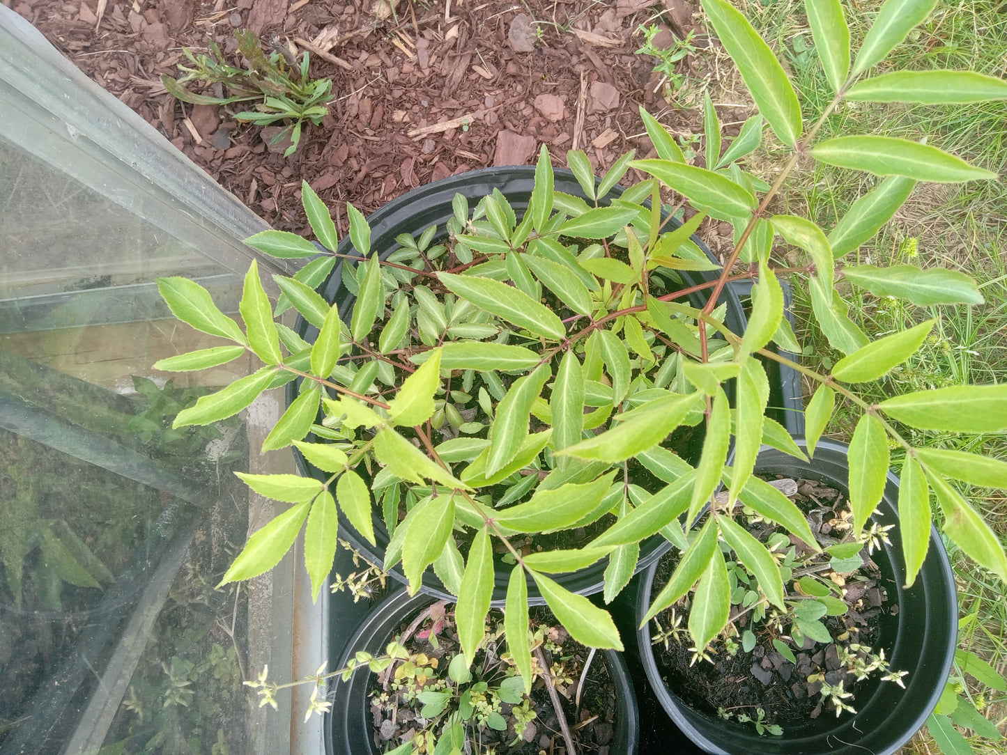 Elderberry Black (Sambucus nigra)